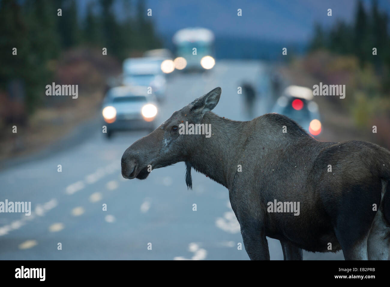 Alci (Alces alces) sulla strada, Parco Nazionale di Denali, Alaska, Stati Uniti Foto Stock