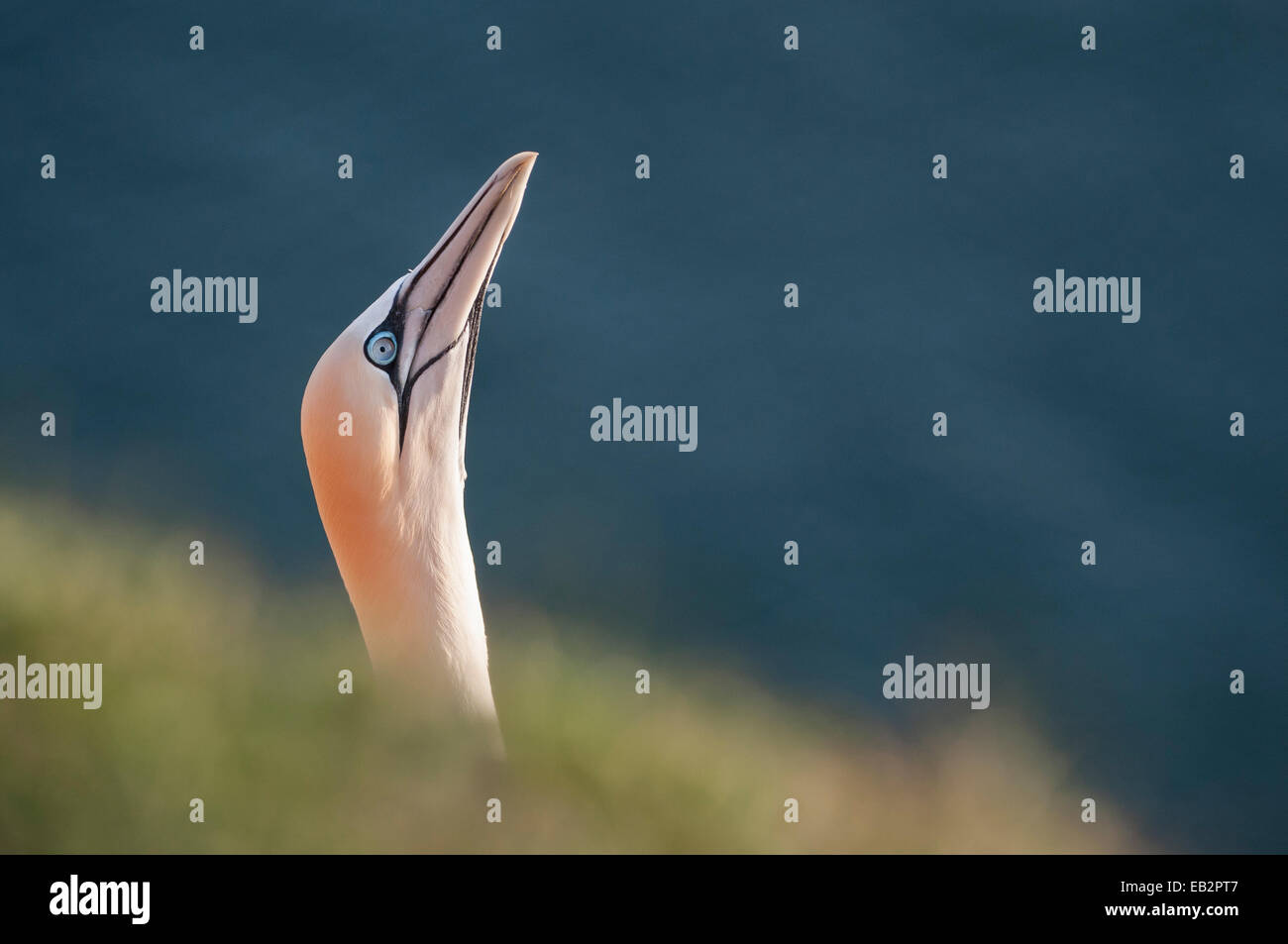 Northern Gannet (Morus bassanus), Isola di Helgoland, Schleswig-Holstein, Germania Foto Stock