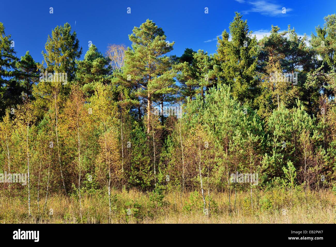 Pino silvestre (Pinus sylvestris) e roverella betulle (Betual pubescens) a Grundbeckenmoor, torbiera reliquia dalla glaciale Würm Foto Stock