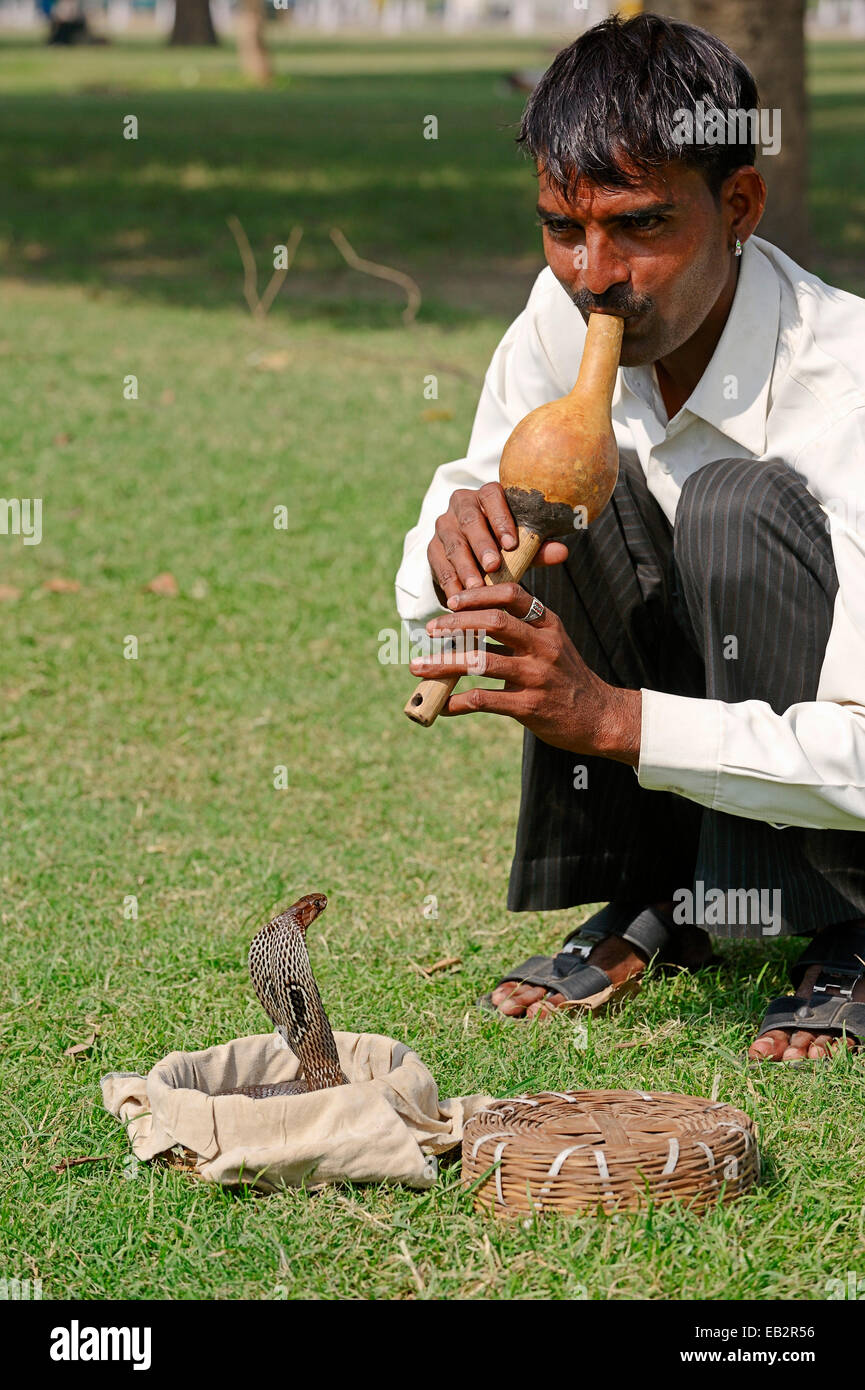Il serpente incantatore con un Indiano Cobra, Asian Cobra o Spectacled Cobra (Naja naja) in un cestello, New Delhi, Delhi, India Foto Stock