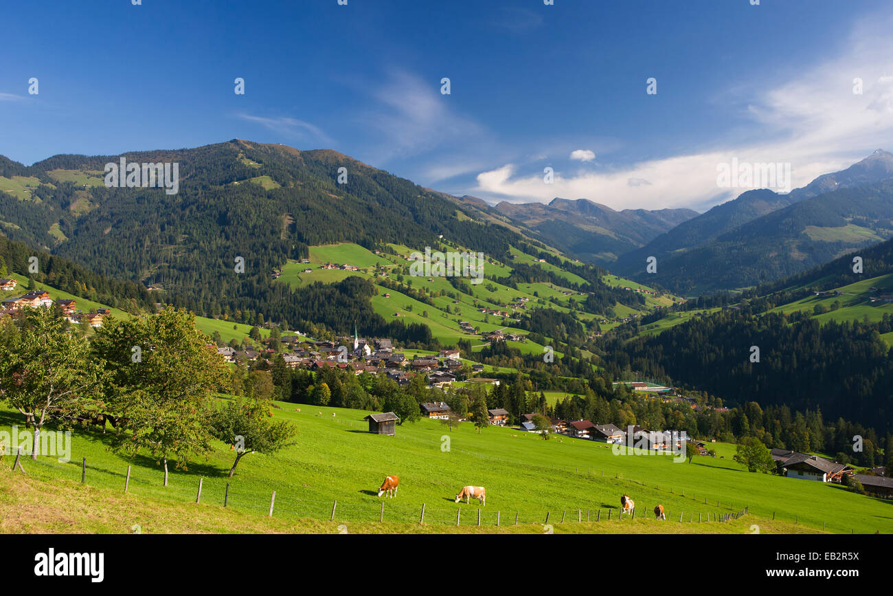 Il pascolo, vacche, Alpi di Kitzbühel, Valle Alpbach, Alpbach, Tirolo, Austria Foto Stock