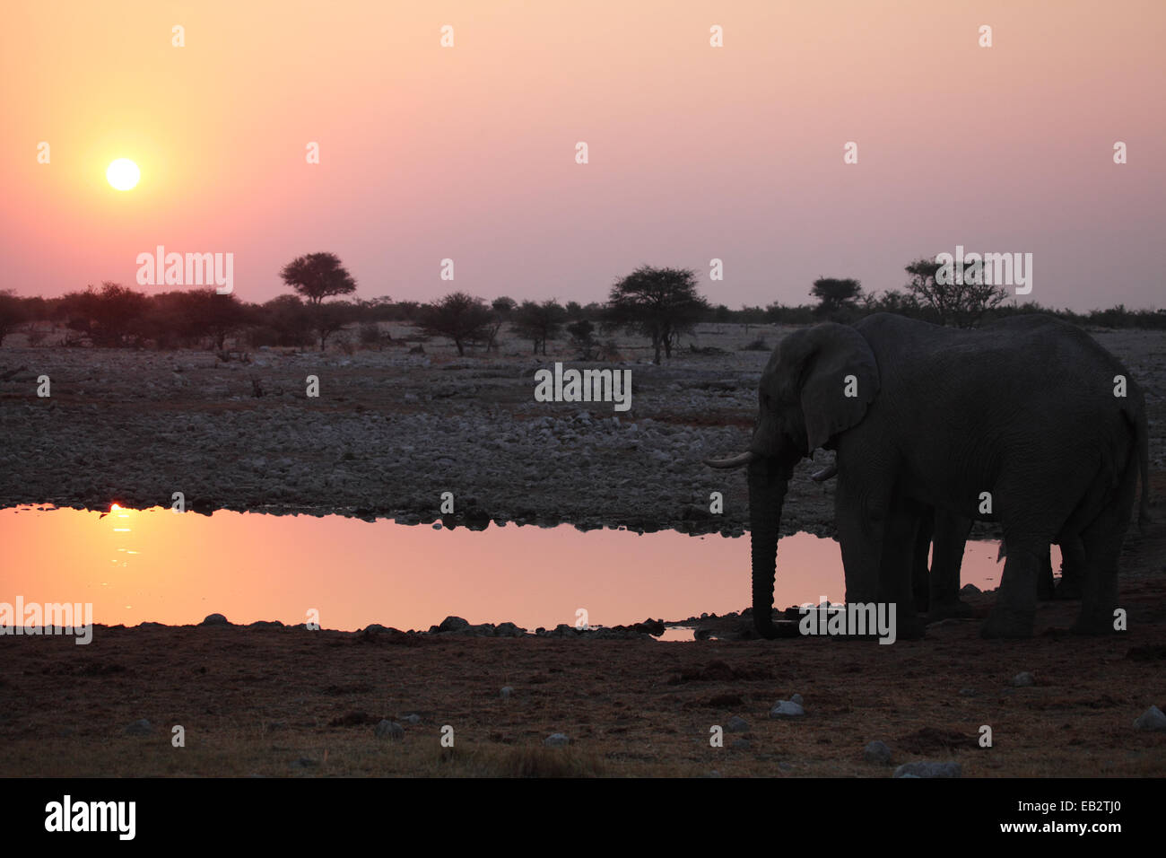 Due elefanti in corrispondenza di un foro di irrigazione come il sole scende Foto Stock