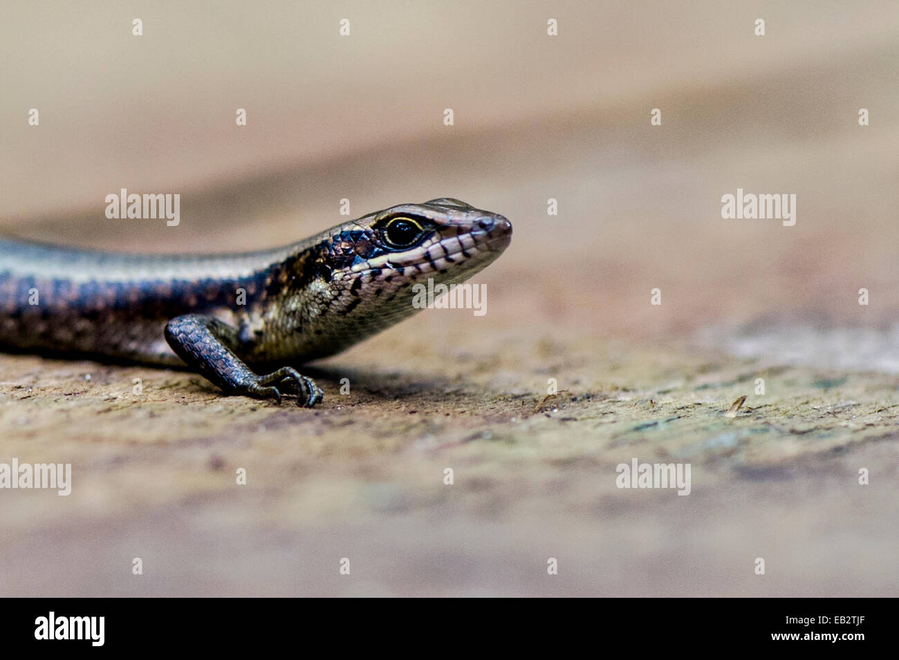 Un africano Striped Skink emerge da un bosco di pini boardwalk per crogiolarsi al sole. Foto Stock