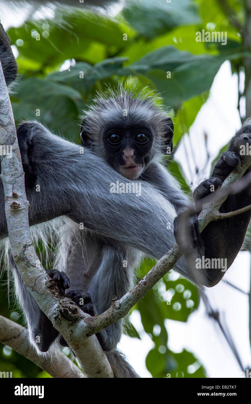 Un curioso Zanzibar Red Colobus peering infantile oltre che della gamba madri dalla tettoia di un corallo Rag foresta. Foto Stock