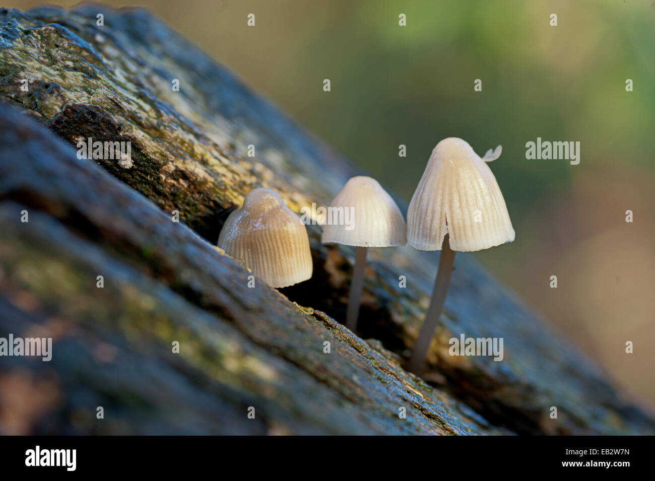 Tre livelli di funghi crogiolarsi nella intercapedine ricavata da un albero caduto. Foto Stock