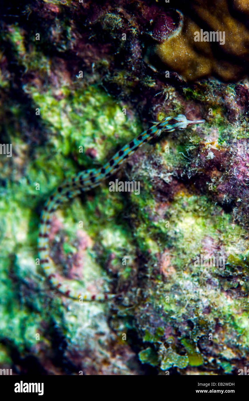 Un minuscolo pipefish poggiante su un colorato tropical Coral reef. Foto Stock