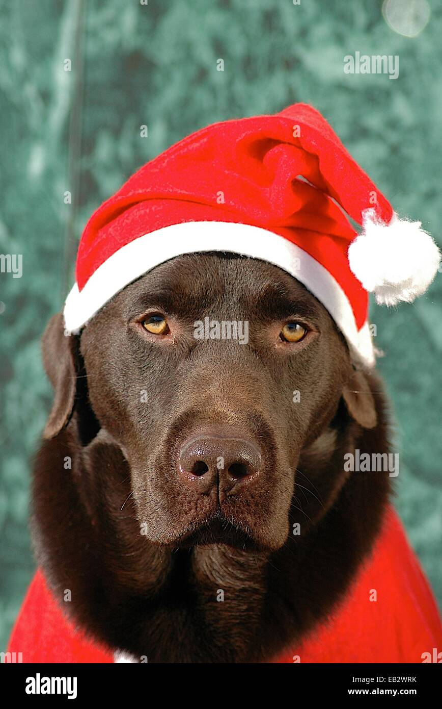 Un cioccolato Labrador retriever cane vestiti da Babbo Natale Foto stock -  Alamy