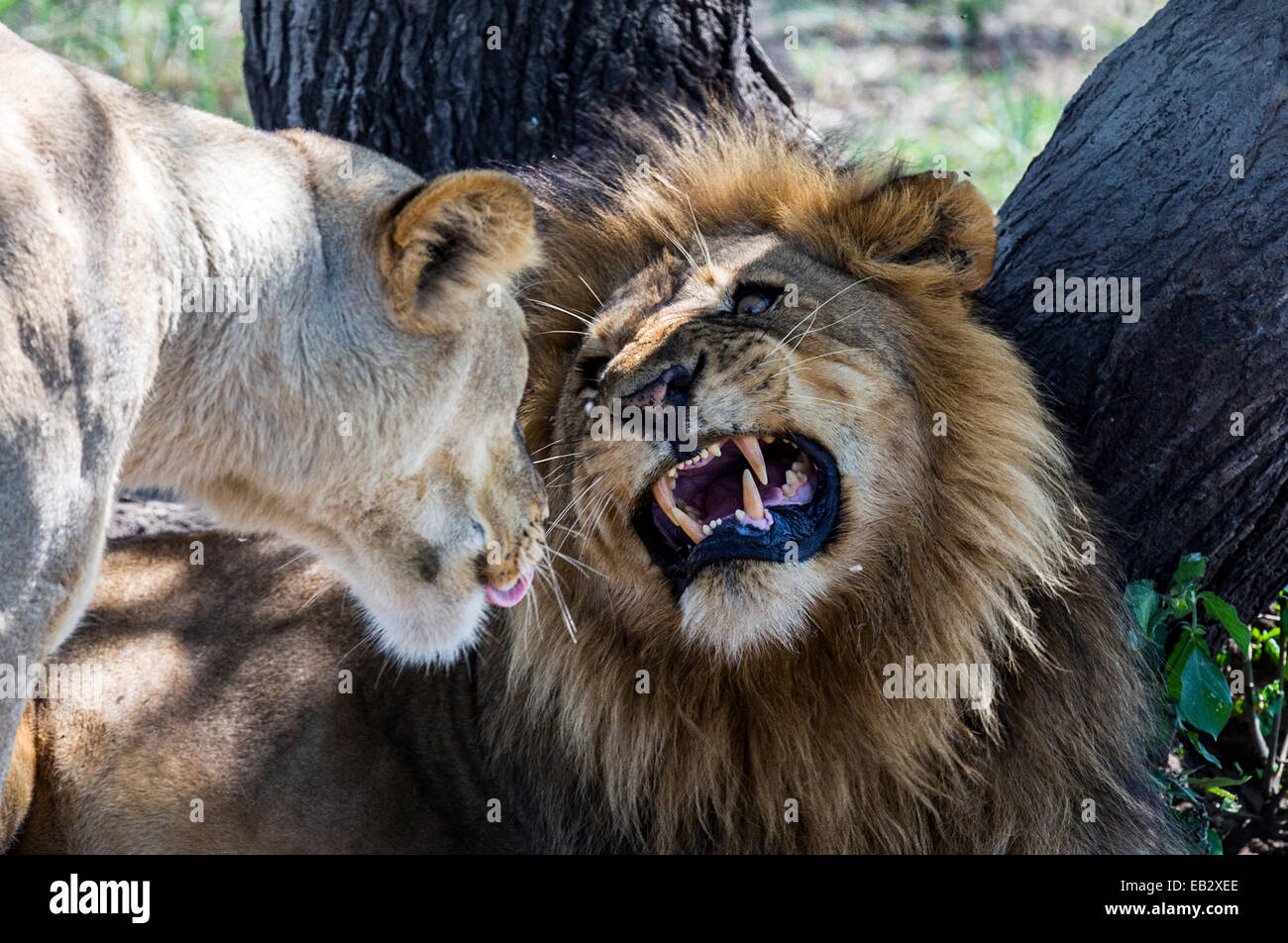 Un maschio di leone africano mostra i suoi denti canini durante una risposta flehmen con una leonessa in estro. Foto Stock