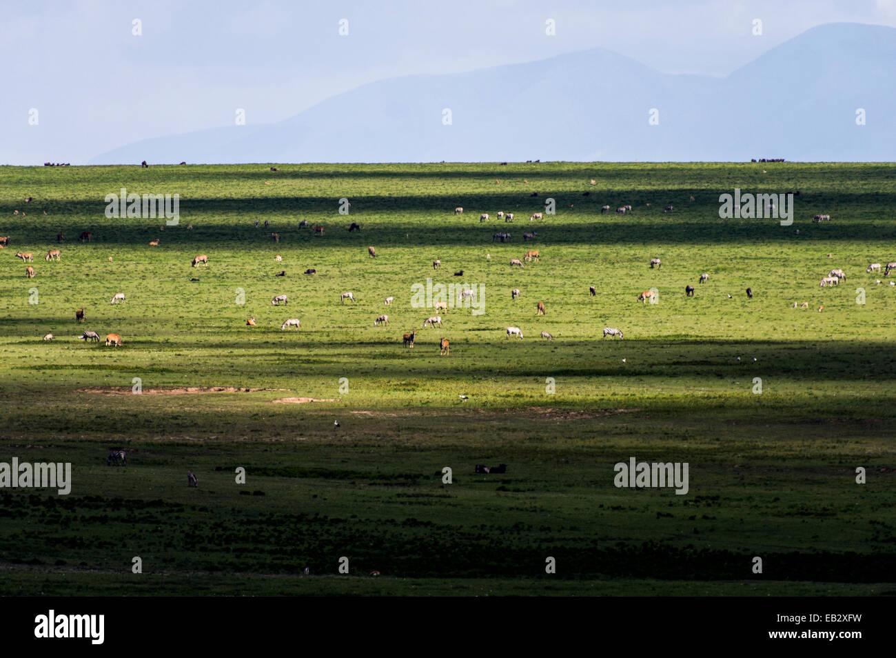 Una mandria mista di Eland, zebre e GNU blu su un vasto prato breve pianura di Savannah. Foto Stock