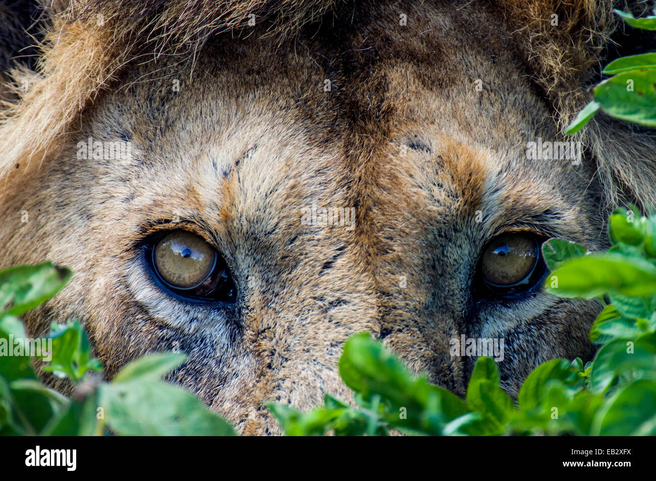 Un maschio di leone africano di caccia con un nascondiglio accanto ad un piccolo foro di acqua su una vasta pianura di Savannah. Foto Stock