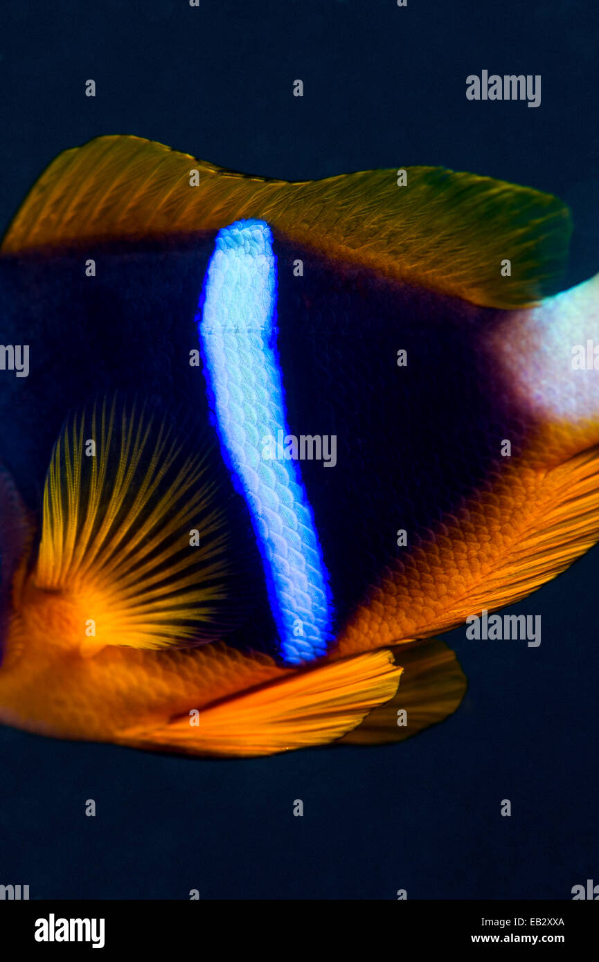 L'iridato neon striscia blu sul fianco di un anemonefish di notte. Foto Stock