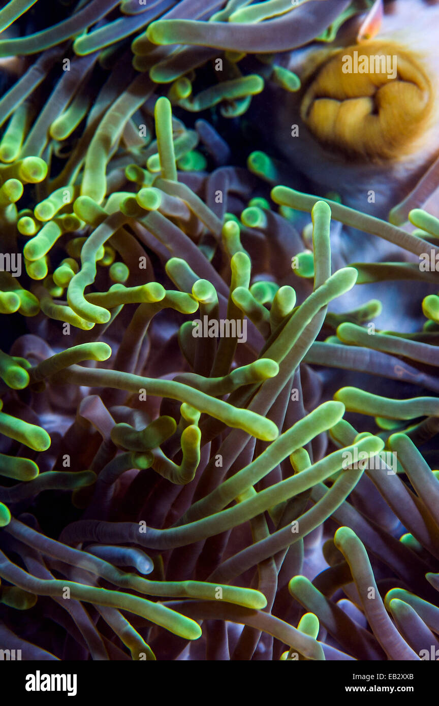 Il verde cangiante tentacoli che circonda la bocca e ano di una magnifica anemone marittimo. Foto Stock