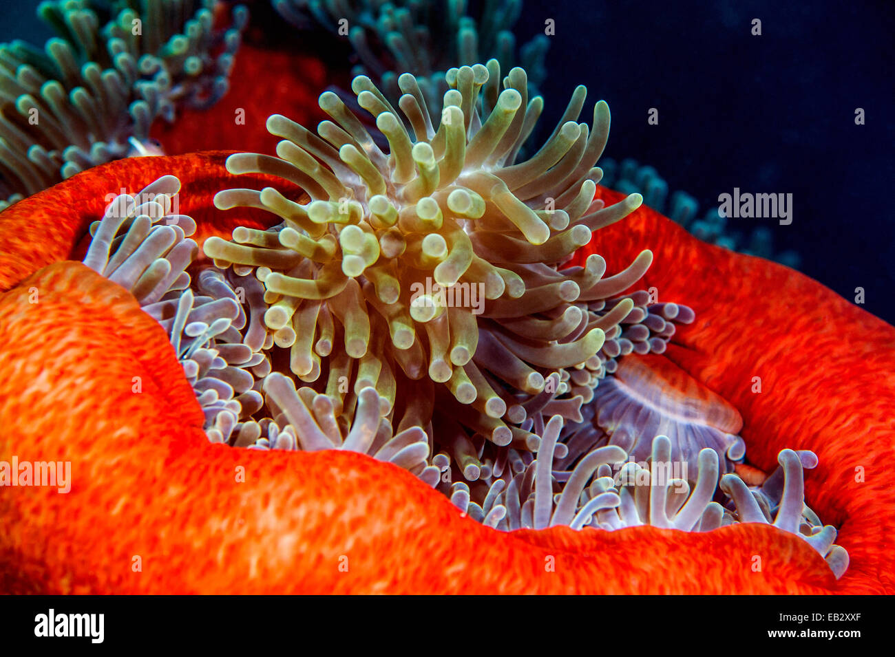 Un cluster di sensazioni puntorie tentacoli di un colore rosso brillante magnifica anemone marittimo. Foto Stock