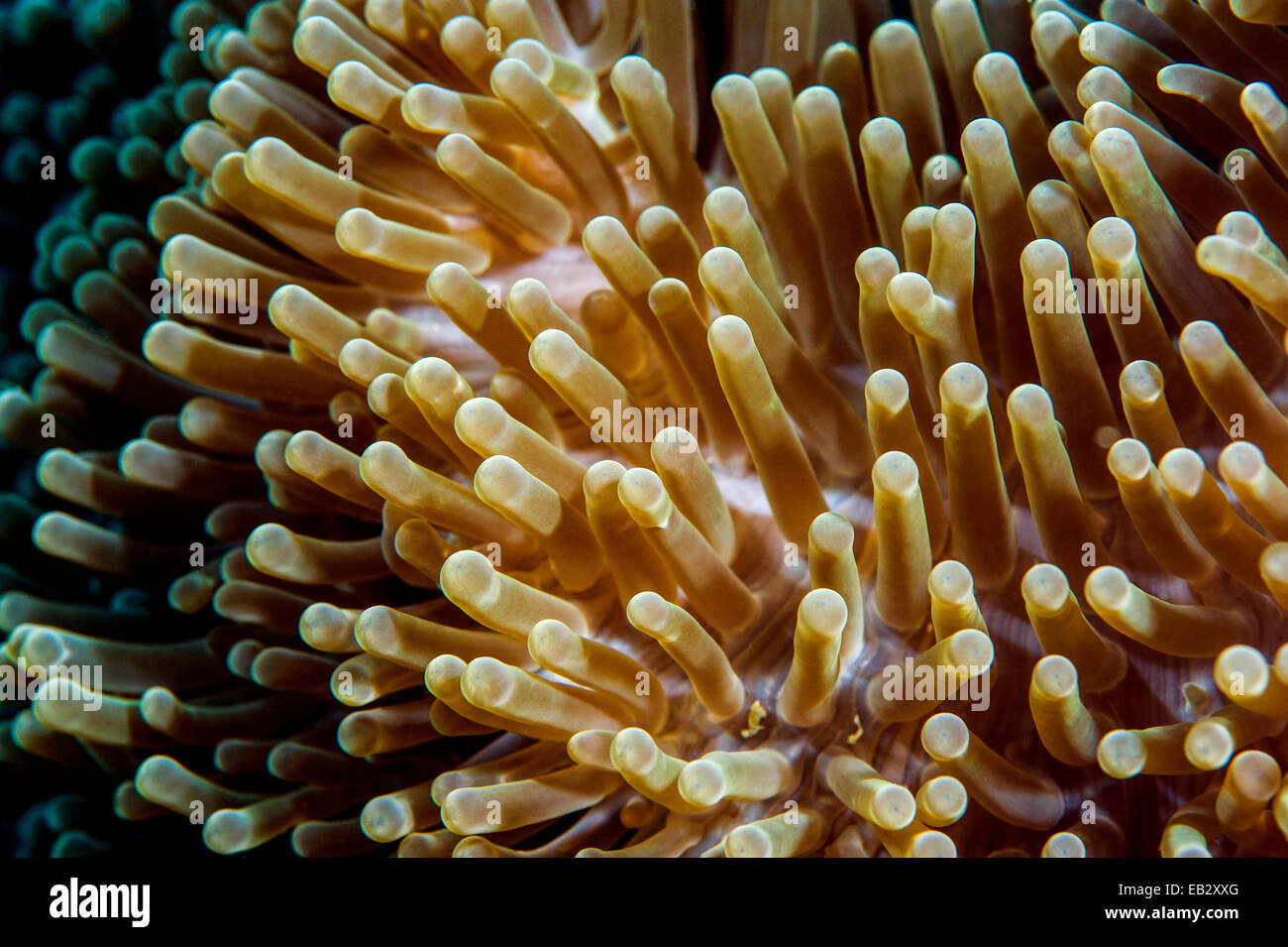Un cluster di sensazioni puntorie tentacoli di un magnifico anemone marittimo. Foto Stock