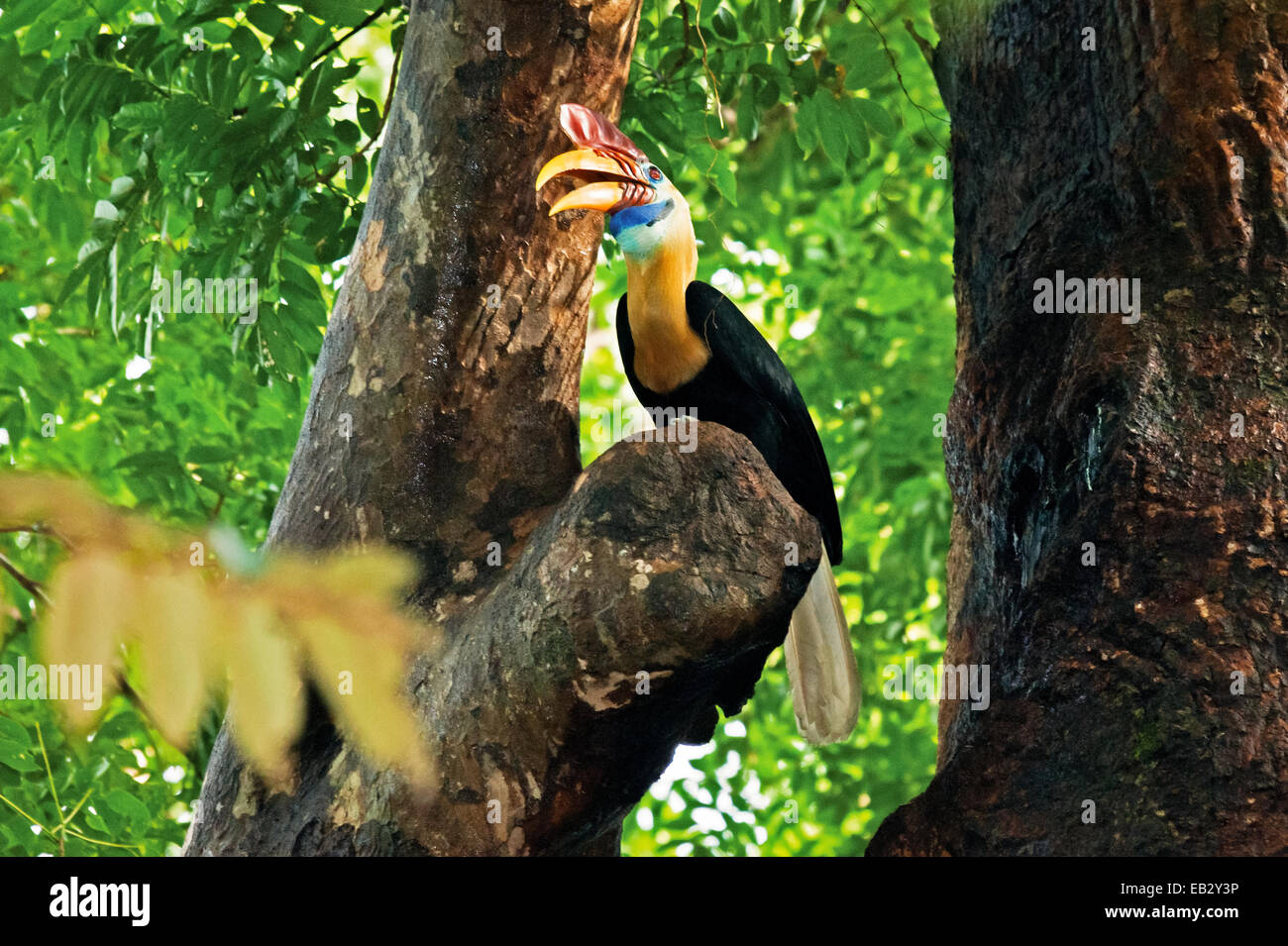 Sulawesi rosso-pomello hornbill in Tangkoko Duasudara riserva naturale. Foto Stock