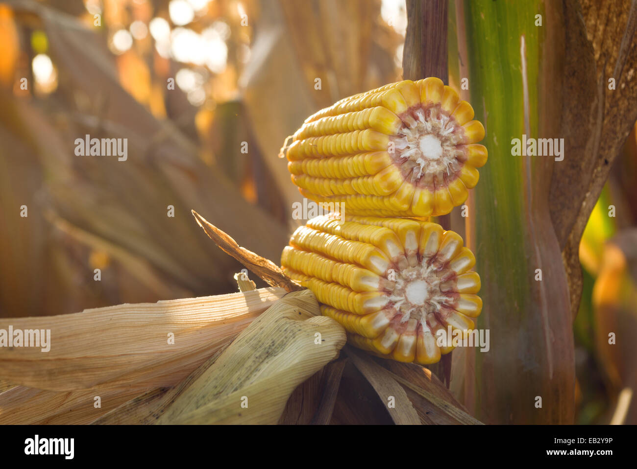 Mature del mais orecchio coltivati in campo agricolo pronto per il prelievo del raccolto Foto Stock