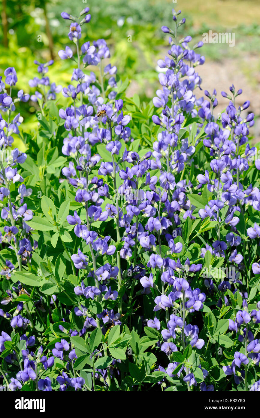 Di lupino, selvaggio blu Indaco o blu indaco falso (Baptisia australis), fioritura, ornamentali e colorante-impianto di produzione nel Nord Foto Stock