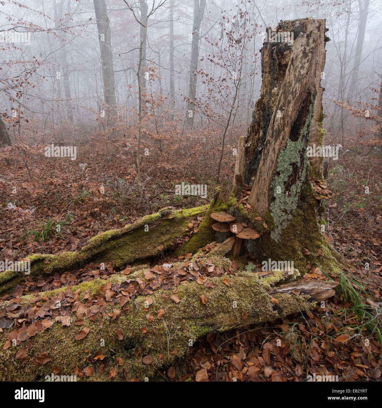 Legno morto di un caduto faggio (Fagus sylvatica), Parco Nazionale Hainich, Turingia, Germania Foto Stock