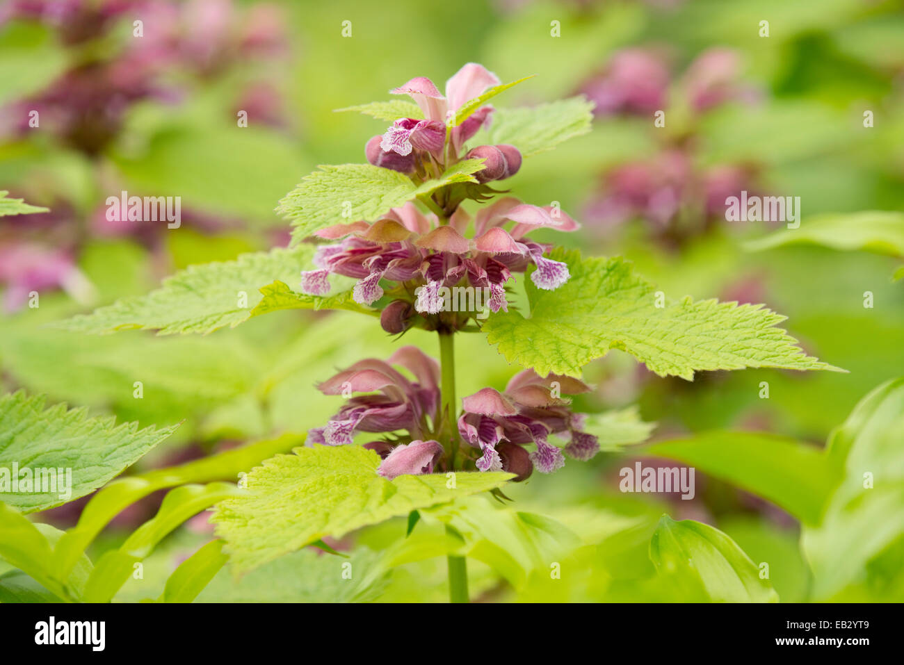 Morto gigante ortica o Deadnettle (Lamium orvala), fiori e foglie, piante ornamentali, nativo per la parte settentrionale del Sud Foto Stock