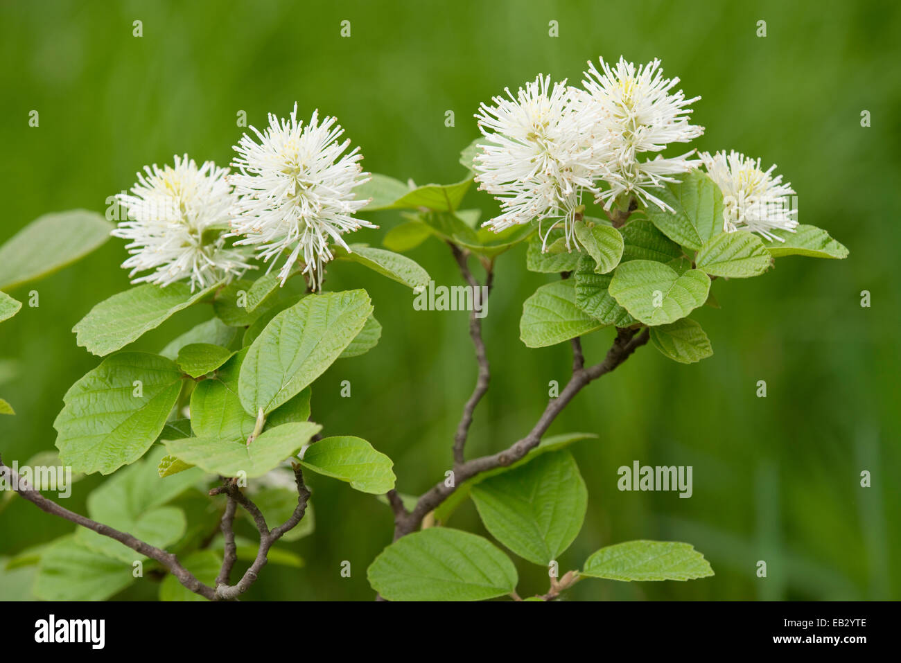 La strega della montagna Alder (Fothergilla major), fiori e foglie, arbusti ornamentali, nativo di southeastern North America, Sassonia Foto Stock