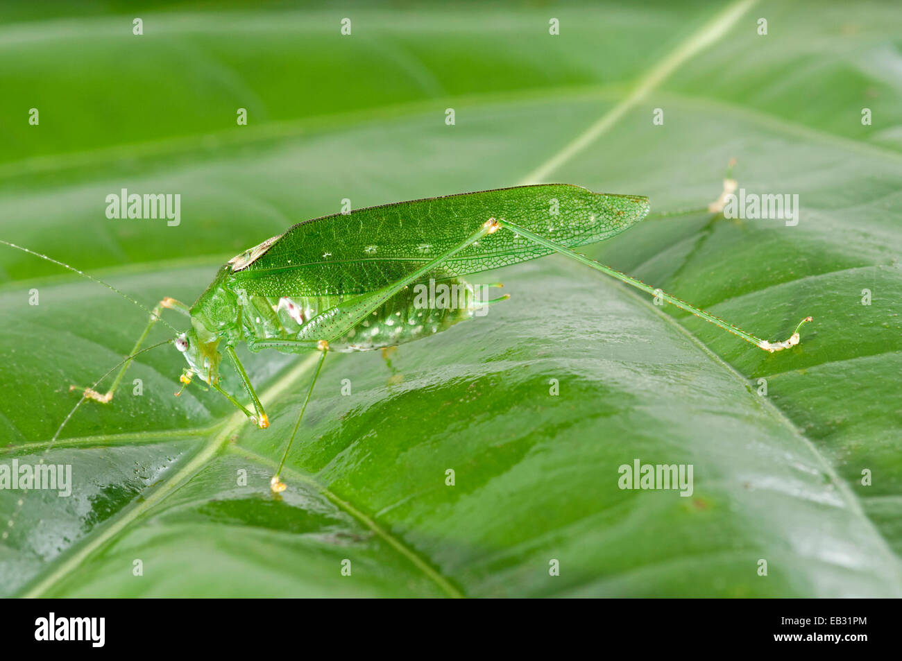 Colore verde variante di forma oblunga-winged Katydid (Amblycorypha oblongifolia), maschio, Tambopata Riserva Naturale Foto Stock