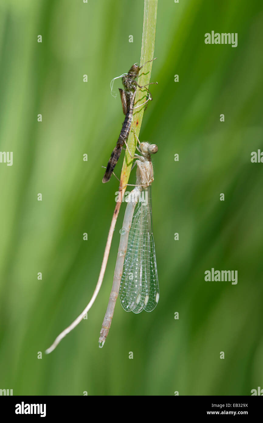 Appena tratteggiato Damselfly Azure (Coenagrion puella), con un guscio vuoto larve o exuviae, il pallido corpo di insetto è ancora Foto Stock