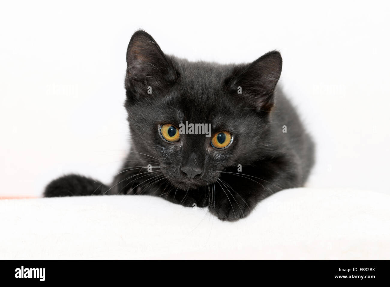 Gattino nero, 2,5 mesi Foto Stock