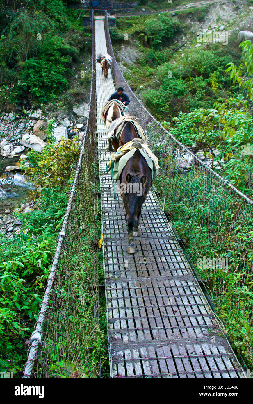 Un abitante di un villaggio attraversa un ponte di sospensione tra le montagne con il suo pack mule il treno. Foto Stock
