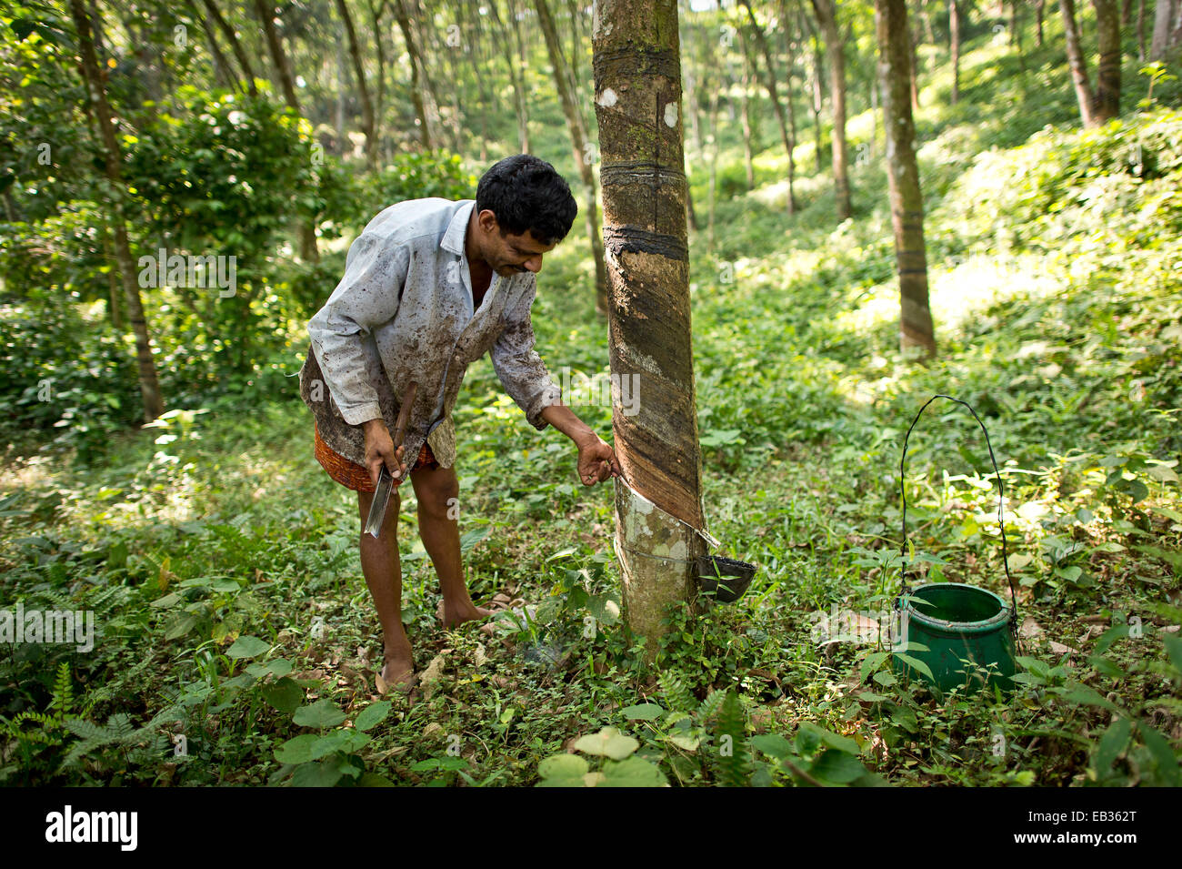 L'uomo facendo una incisione su un albero di gomma (Hevea Brasiliensis), su una gomma naturale plantation, Peermade, Kerala, India Foto Stock