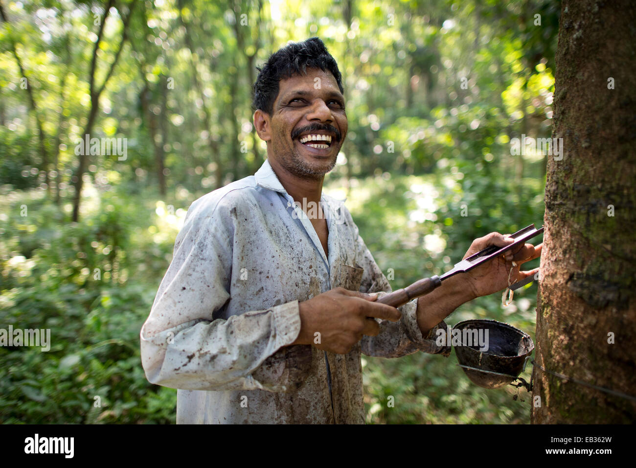 Lavoratore sorridente su una gomma naturale plantation, in piedi accanto ad un albero di gomma (Hevea Brasiliensis), Peermade, Kerala, India Foto Stock