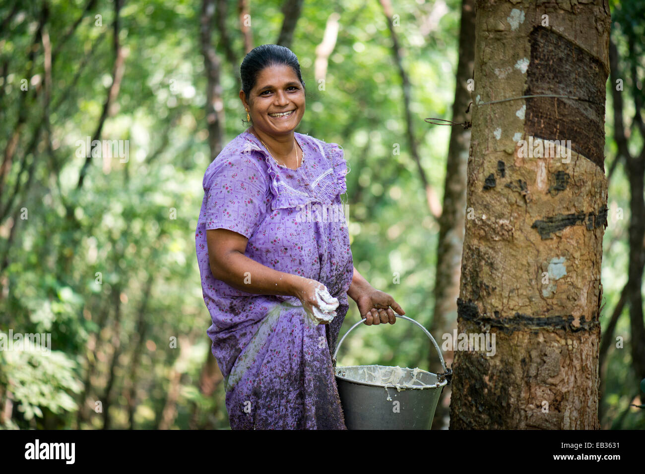 Donna in piedi presso una struttura in gomma (Hevea Brasiliensis) su una gomma naturale plantation, Peermade, Kerala, India Foto Stock