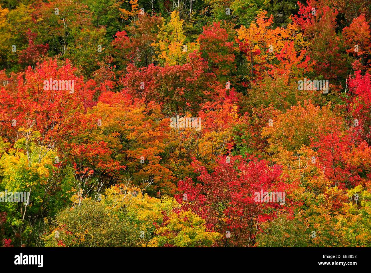 Bosco di latifoglie in autunno colori, estate indiana, Algonquin Provincial Park, Provincia di Ontario, Canada Foto Stock