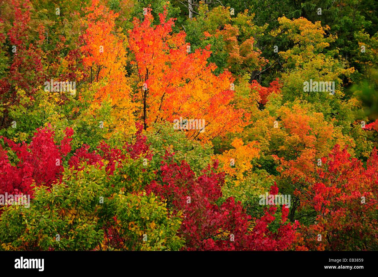 Bosco di latifoglie in autunno colori, estate indiana, Algonquin Provincial Park, Provincia di Ontario, Canada Foto Stock