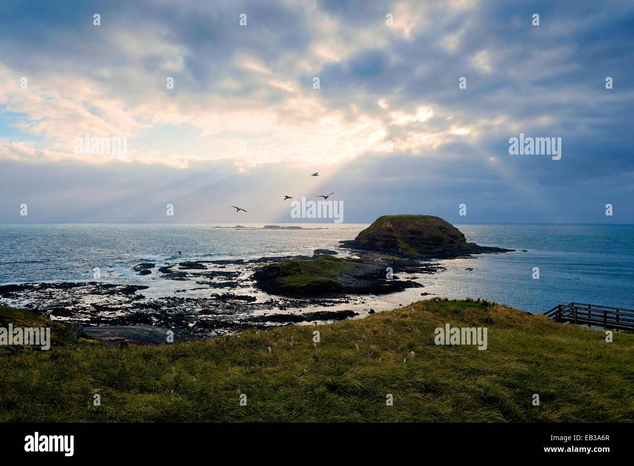 L'Australia, il Parco Naturale di Phillip Island, Rocky shoals visto dalla riva erbosa Foto Stock