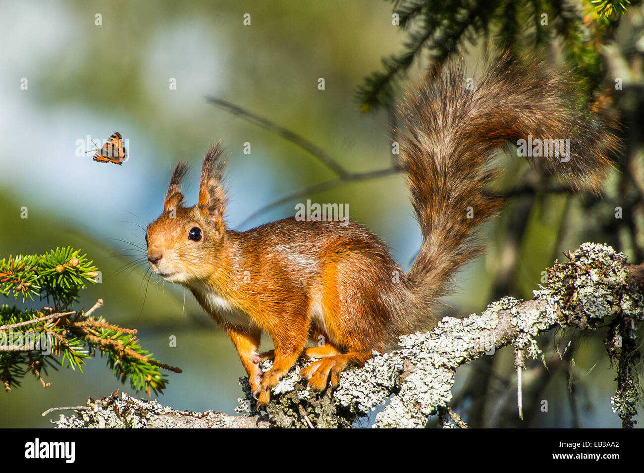Lo scoiattolo guardando flying butterfly Foto Stock