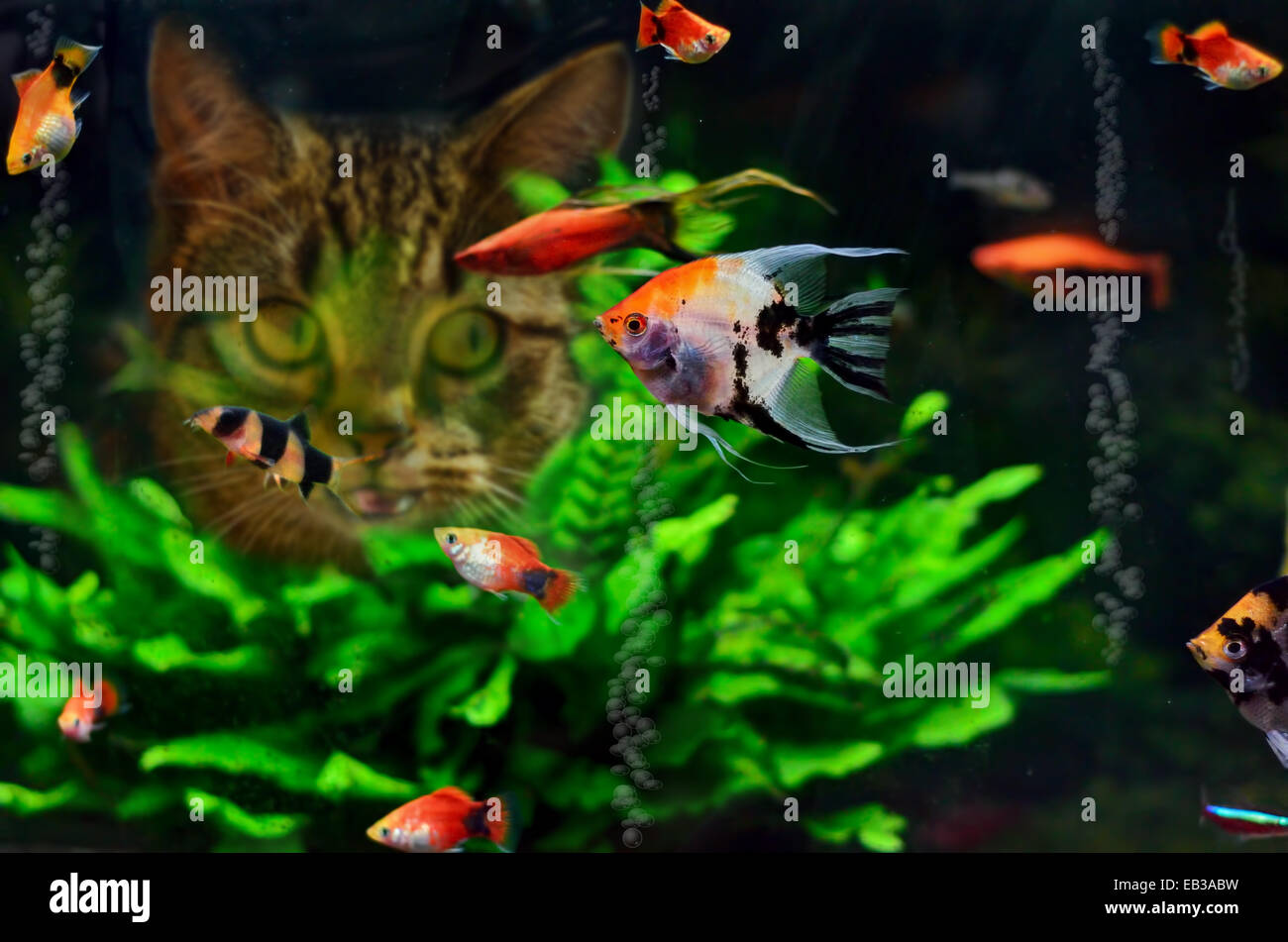 Ritratto di un gatto che guarda il pesce scalar in un acquario Foto Stock