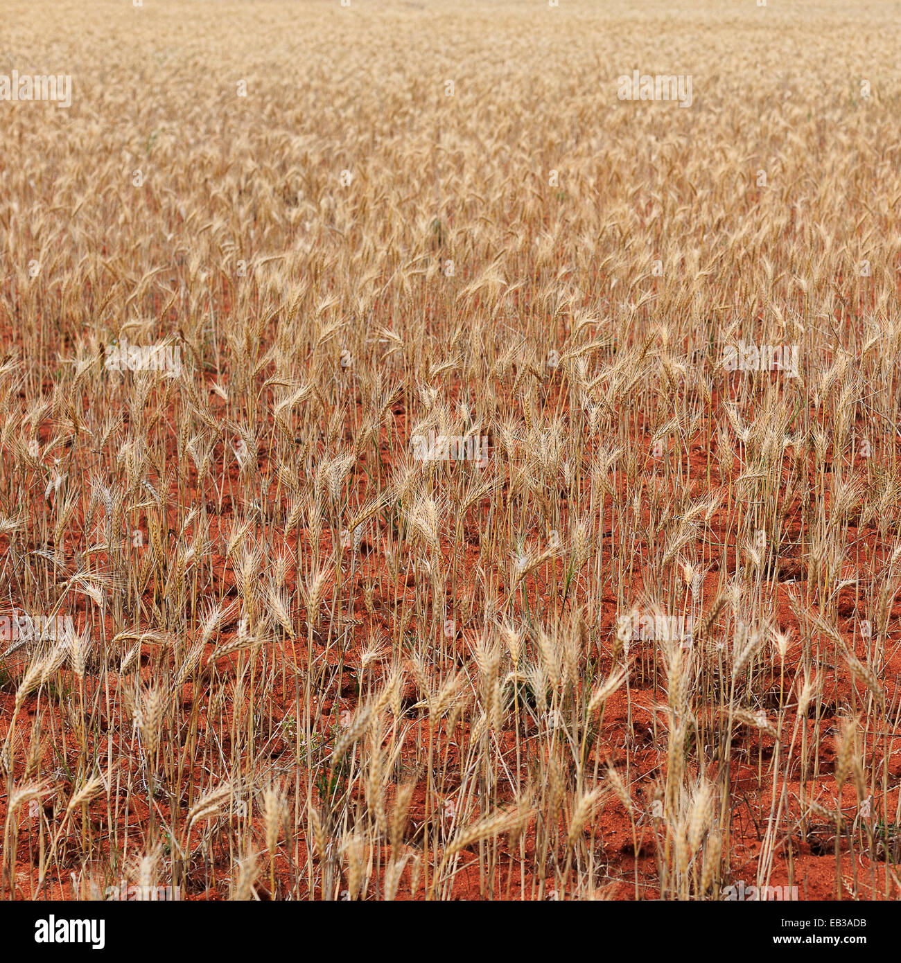 Campo di grano, Australia occidentale, Australia Foto Stock