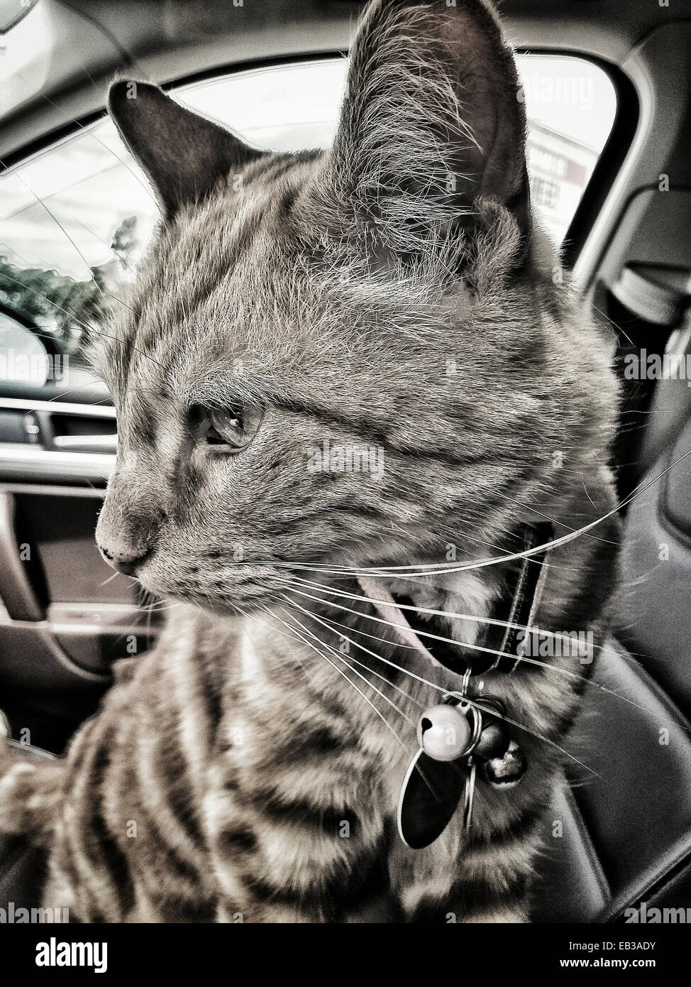 Chiusura del gatto in auto - Immagine stock catturata con smartphone
