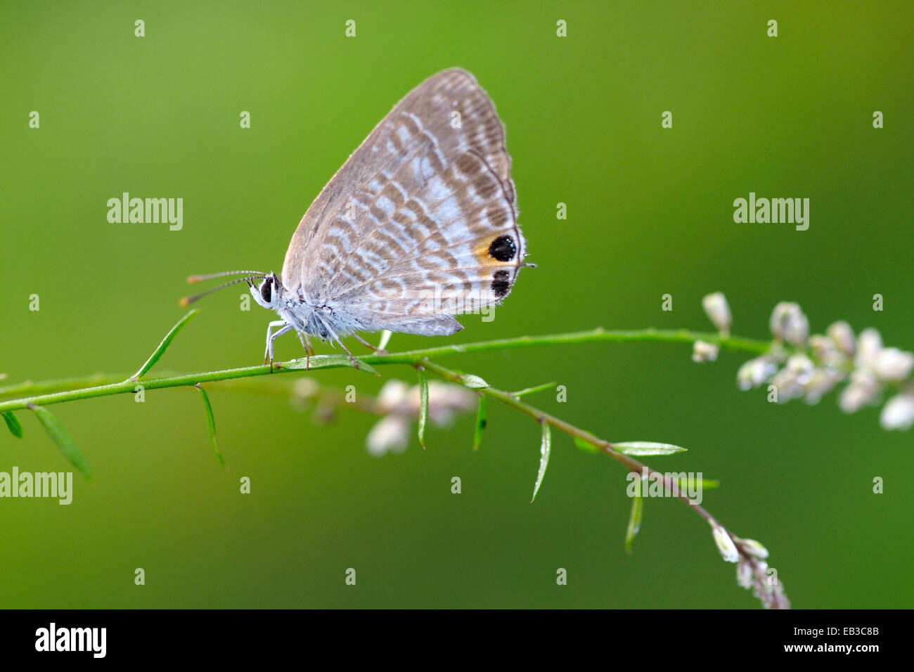 Indonesia, West Java, Bandung, Butterfly Foto Stock