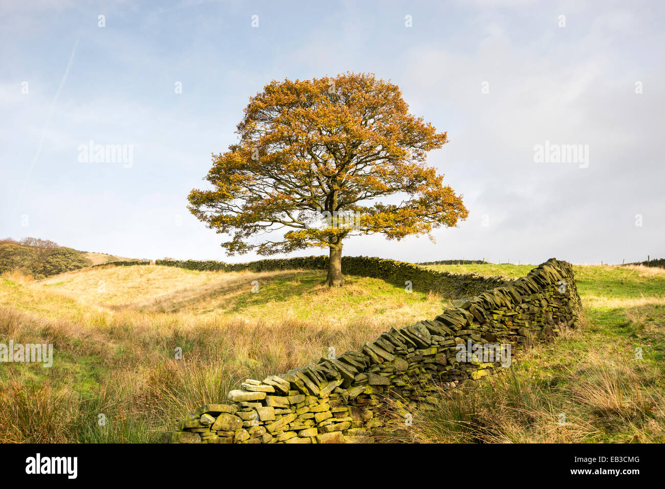 Lone sicomoro racchiuso da un muro di pietra sul pendio di una collina vicino Hollingworth in Longdendale. Foto Stock