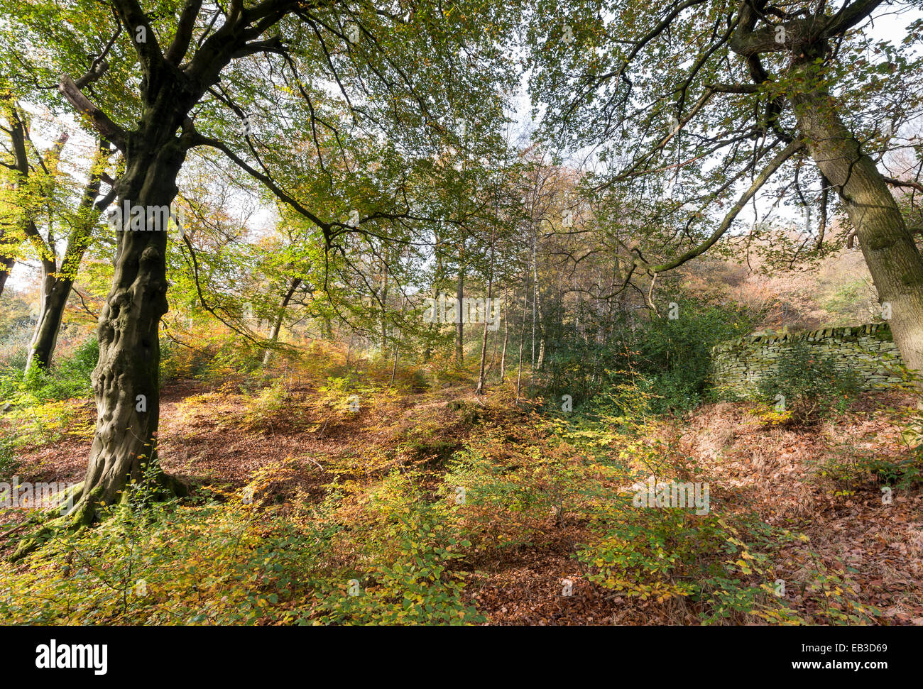 Colore di autunno nei boschi vicino a Hollingworth in Longdendale. Faggio ed alberelli con colori ricchi. Foto Stock