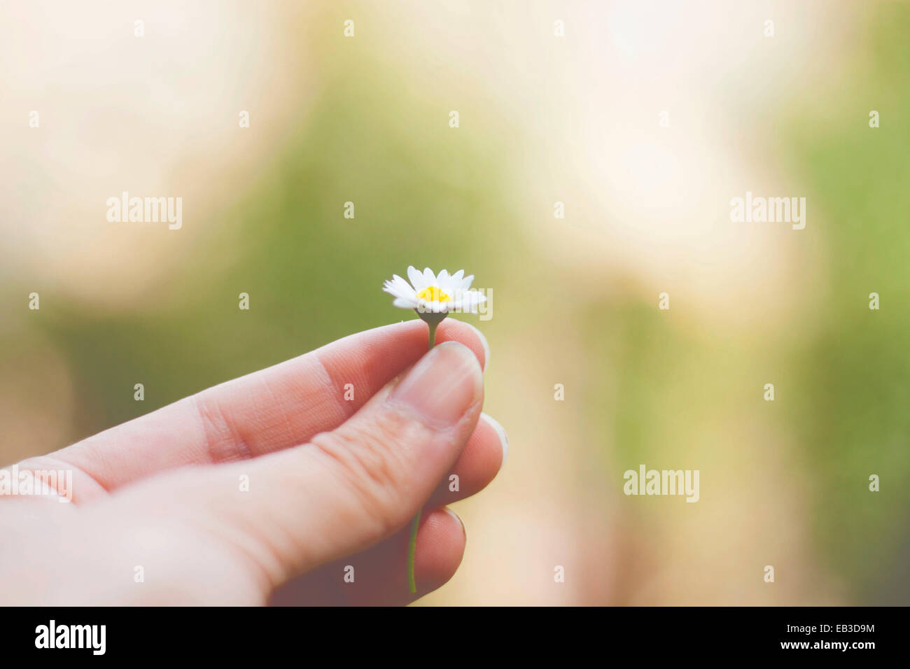 Piccolo fiore in mano donna Foto Stock