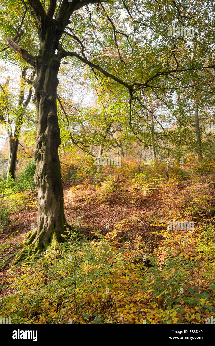 Colore di autunno nei boschi vicino a Hollingworth in Longdendale. Faggio ed alberelli con colori ricchi. Foto Stock