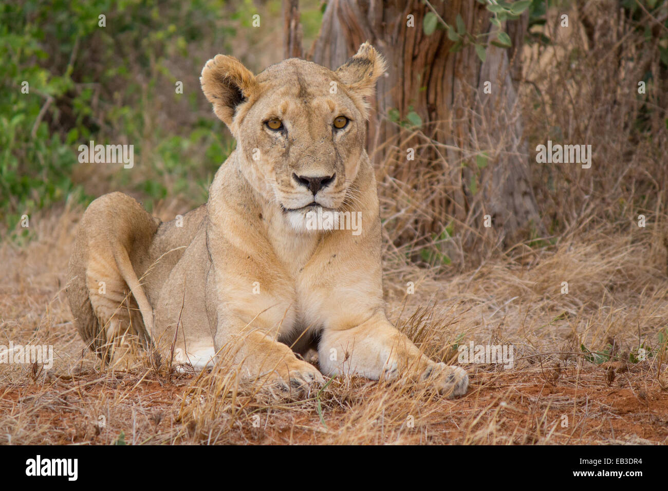 Kenya, Tsavo East Park, Leonessa giacente in erba Foto Stock