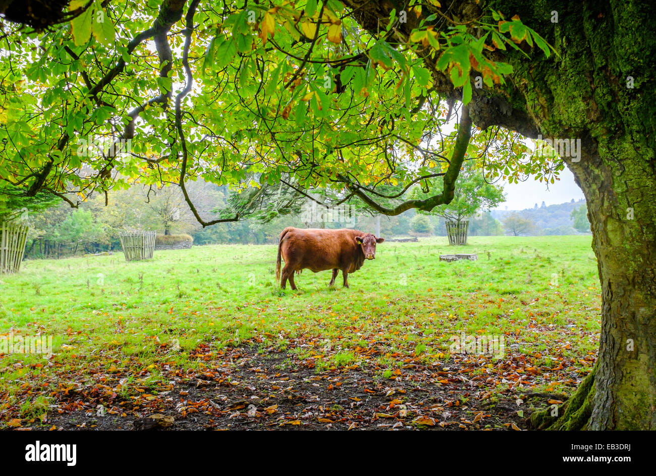Vacca sospette in campo sotto albero a corte di Arlington, il National Trust museo delle carrozze, Devon, Inghilterra. Foto Stock Vacca sospette in campo sotto albero a corte di Arlington, il National Trust museo delle carrozze, Devon, Inghilterra. Foto Stock