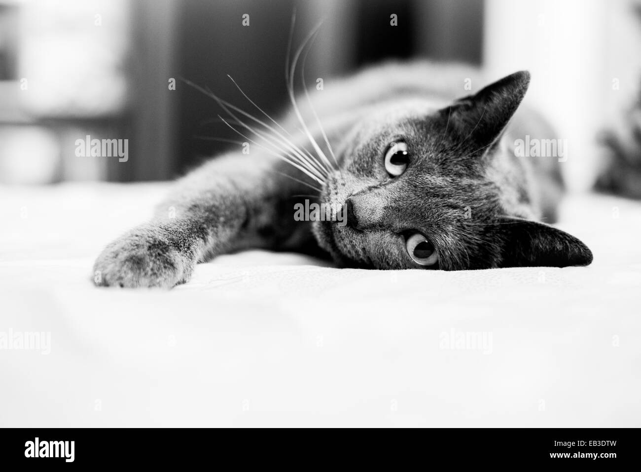 Gatto sdraiato sul divano Foto Stock