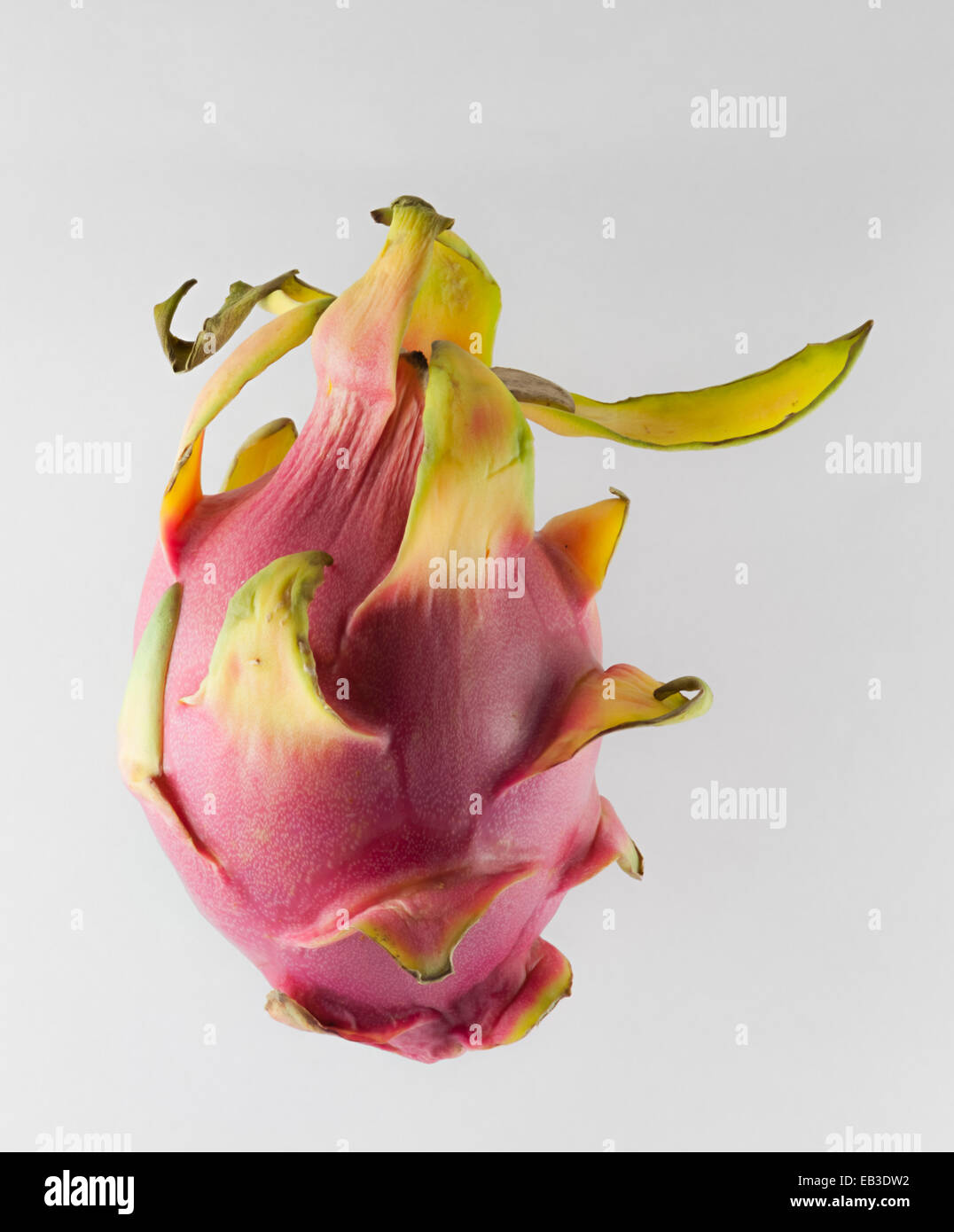 Drago, frutta o pitahaya, un frutto tropicale del genere hylocereus Foto Stock