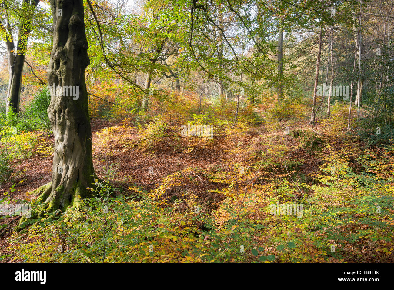 Colore di autunno nei boschi vicino a Hollingworth in Longdendale. Faggio ed alberelli con colori ricchi. Foto Stock
