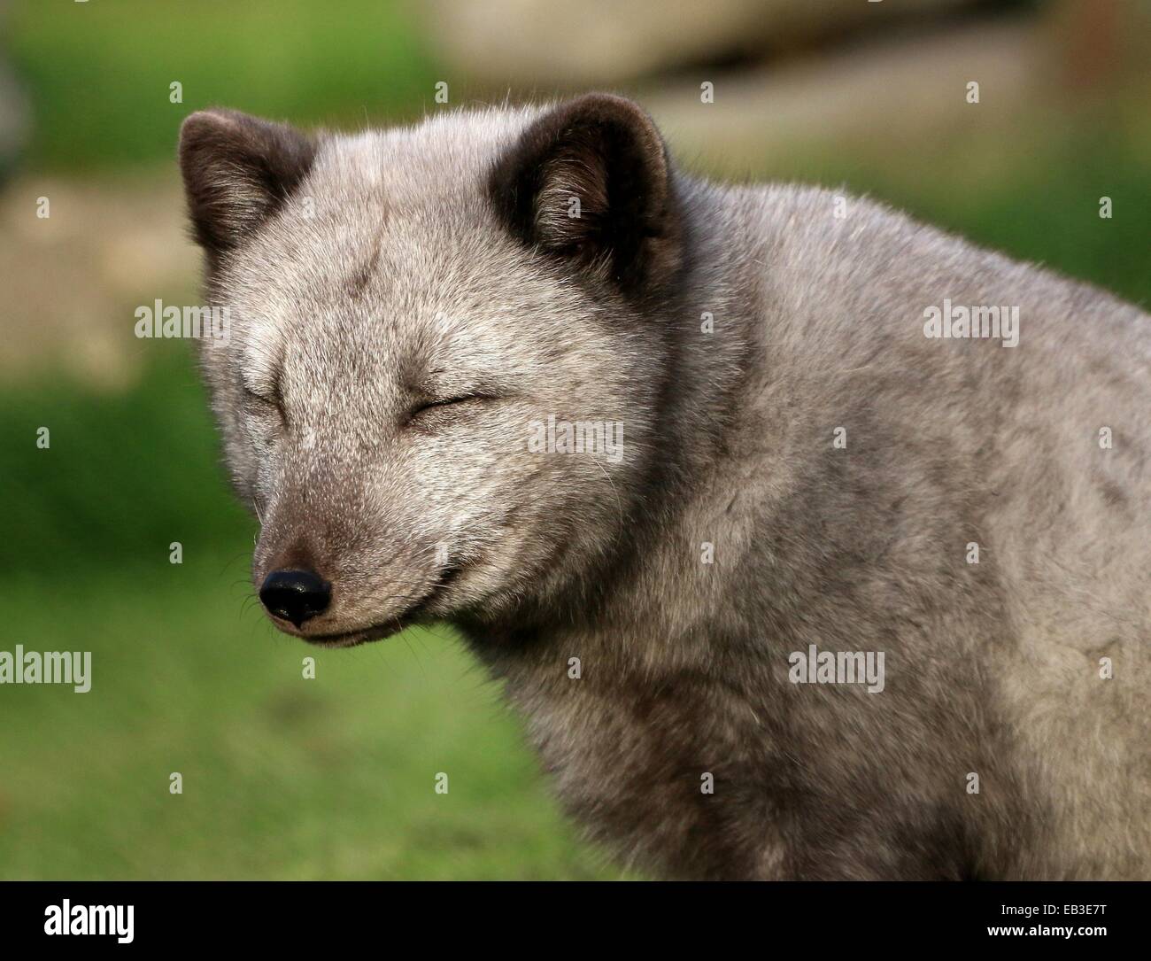 Artico o Polar volpe (Vulpes vulpes lagopus) close-up di testa a occhi chiusi Foto Stock