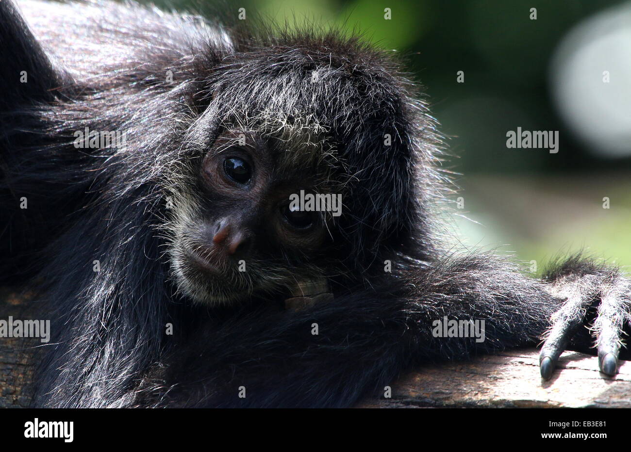 Colombiano a testa nera spider monkey ( Ateles fusciceps Robustus) ritratto Foto Stock